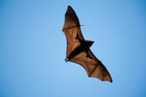 wide winged bat flies e1658850937221